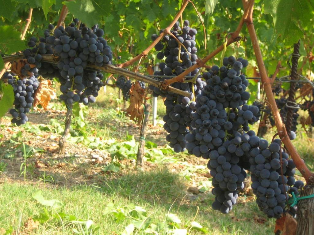 Fattoria Di Rignana Winery Bnb グレーヴェ・イン・キアンティ エクステリア 写真